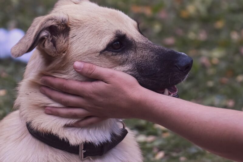 人に撫でられている大型犬