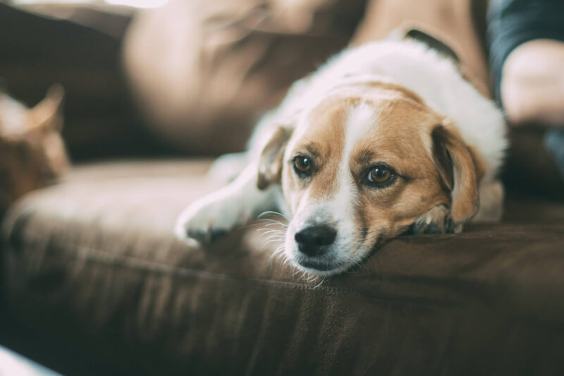 家のソファでくつろぐ犬