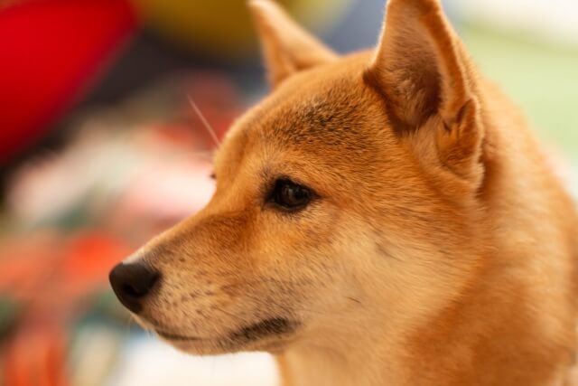 ぼーっとした表情のキツネ顔柴犬