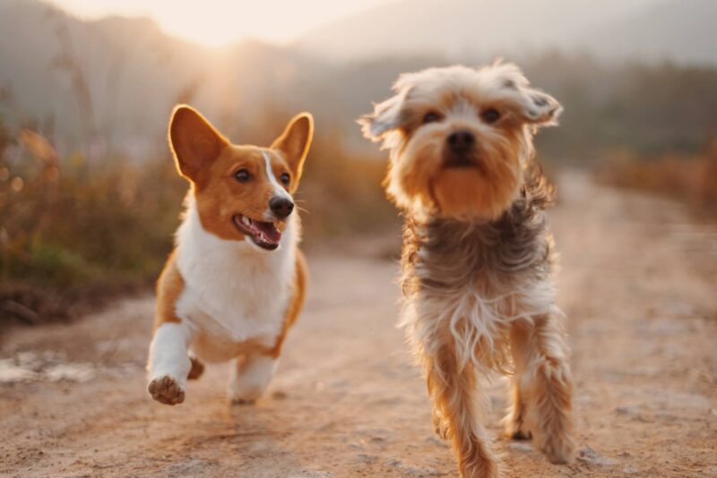 仲良く走る2匹の犬