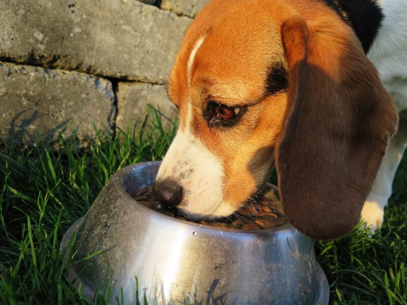 ドックフードを食べてる犬