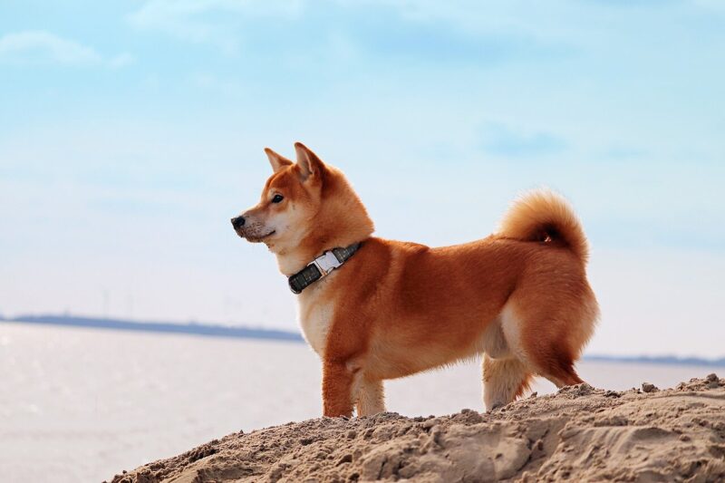 海辺に立つ柴犬