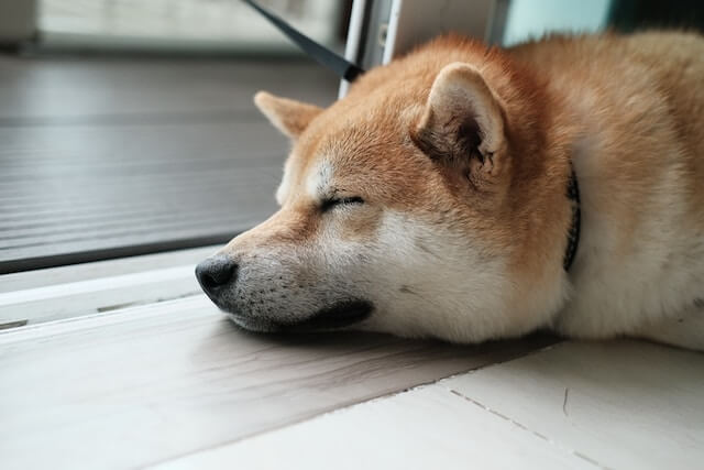 眠たい柴犬