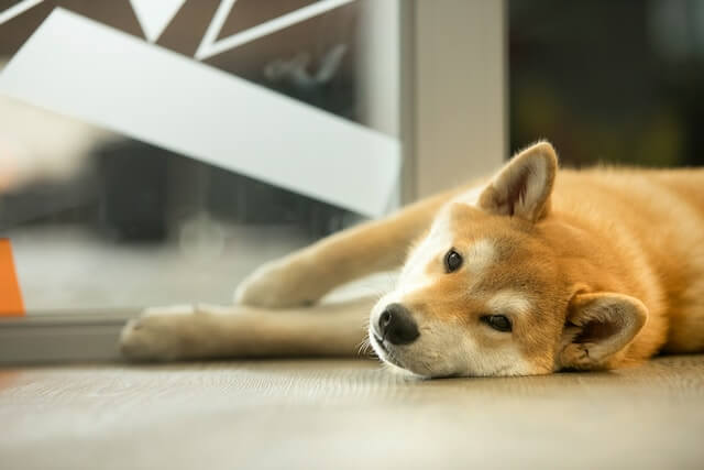 寝転んでいる柴犬