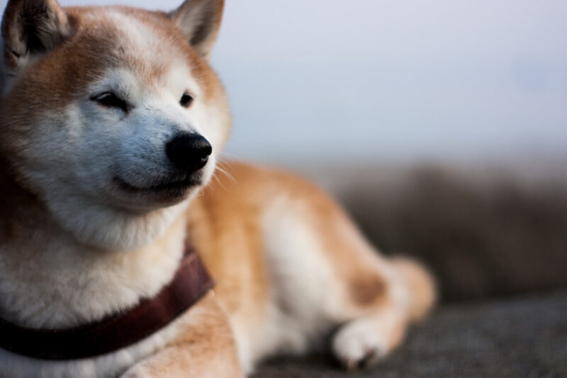 ぼんやりとしている柴犬