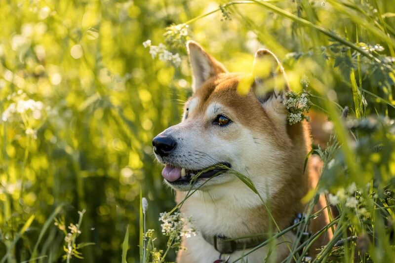 草むらで楽しそうな柴犬