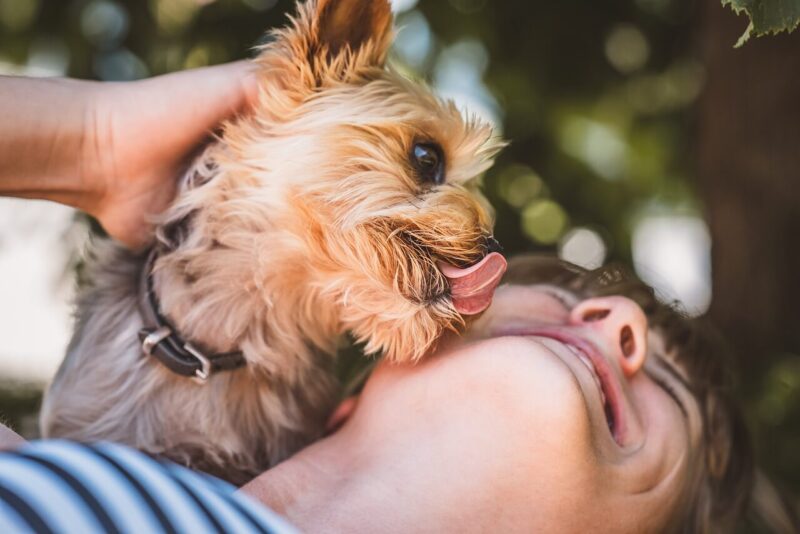 犬が人の顔を舐めている